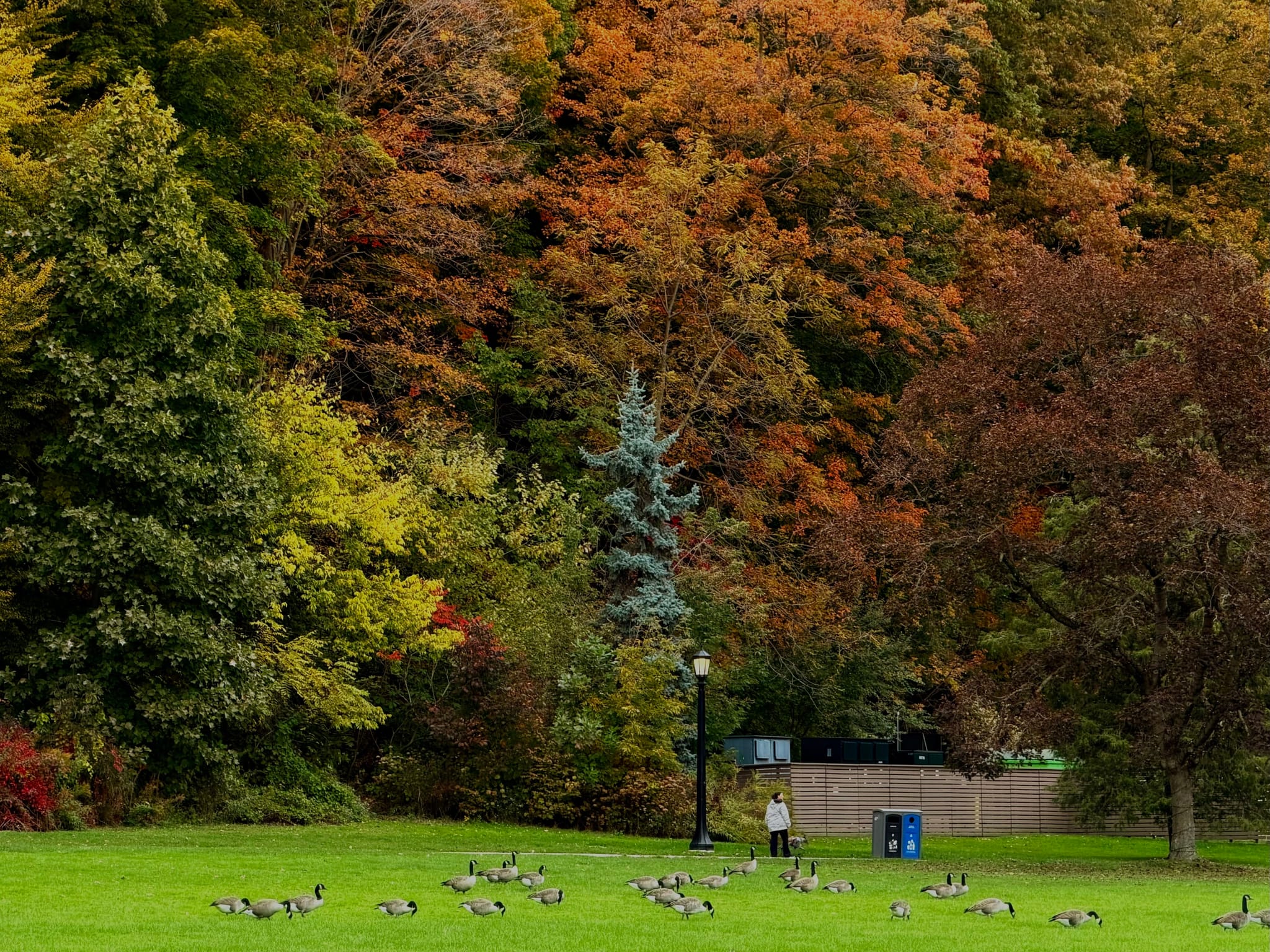 Autumn park with colorful foliage, a green lawn dotted with geese, and a lamppost beside a small blue spruce and park sign