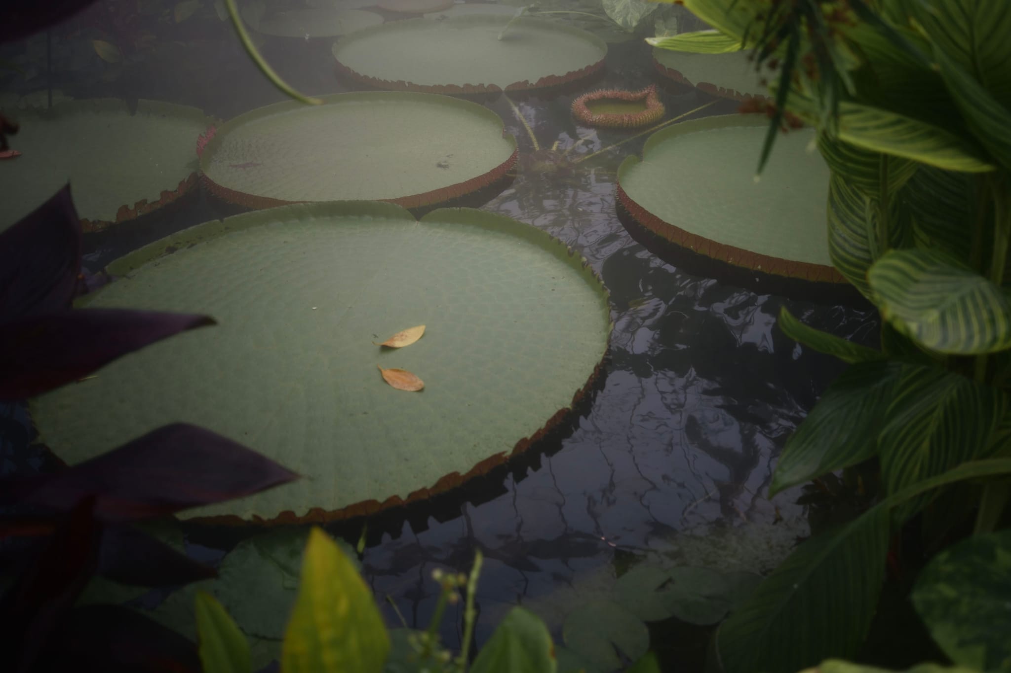 Large lily pads floating on a pond surrounded by lush green foliage