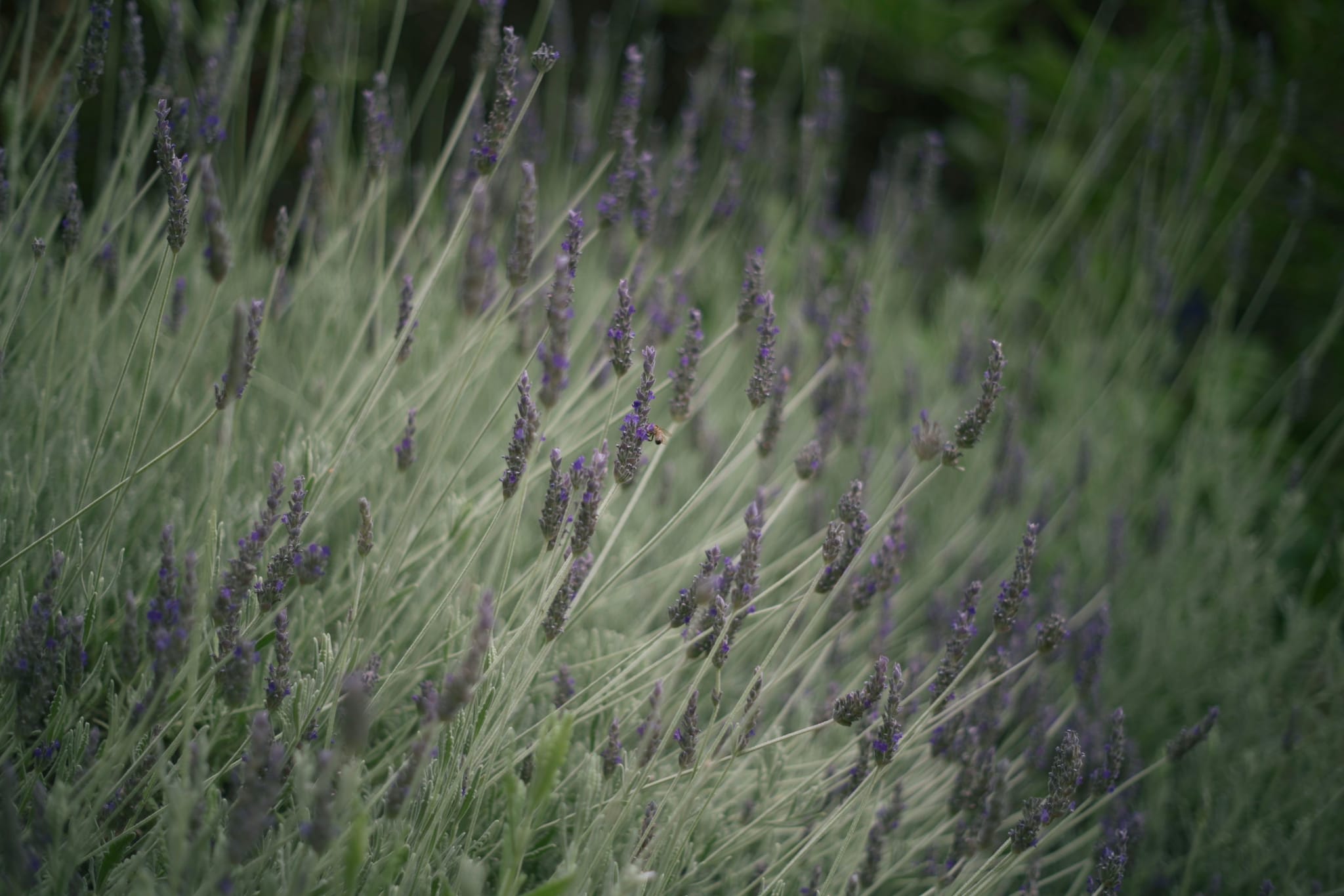 Lavender plants with purple flowers and green stems, set against a blurred background