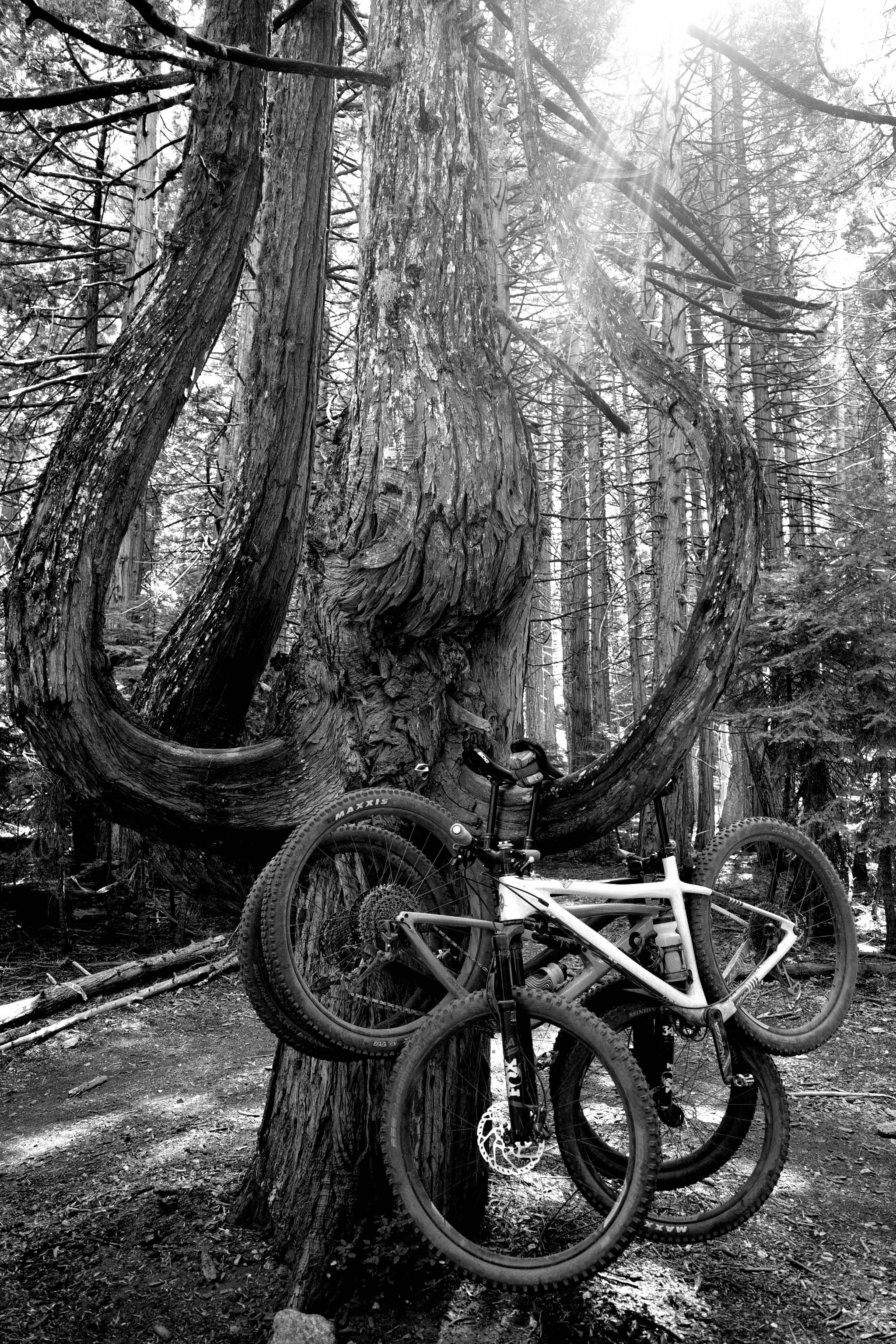 A black and white scene featuring a bicycle leaning against a uniquely shaped tree with twisted branches in a forest setting. Sunlight filters through the trees