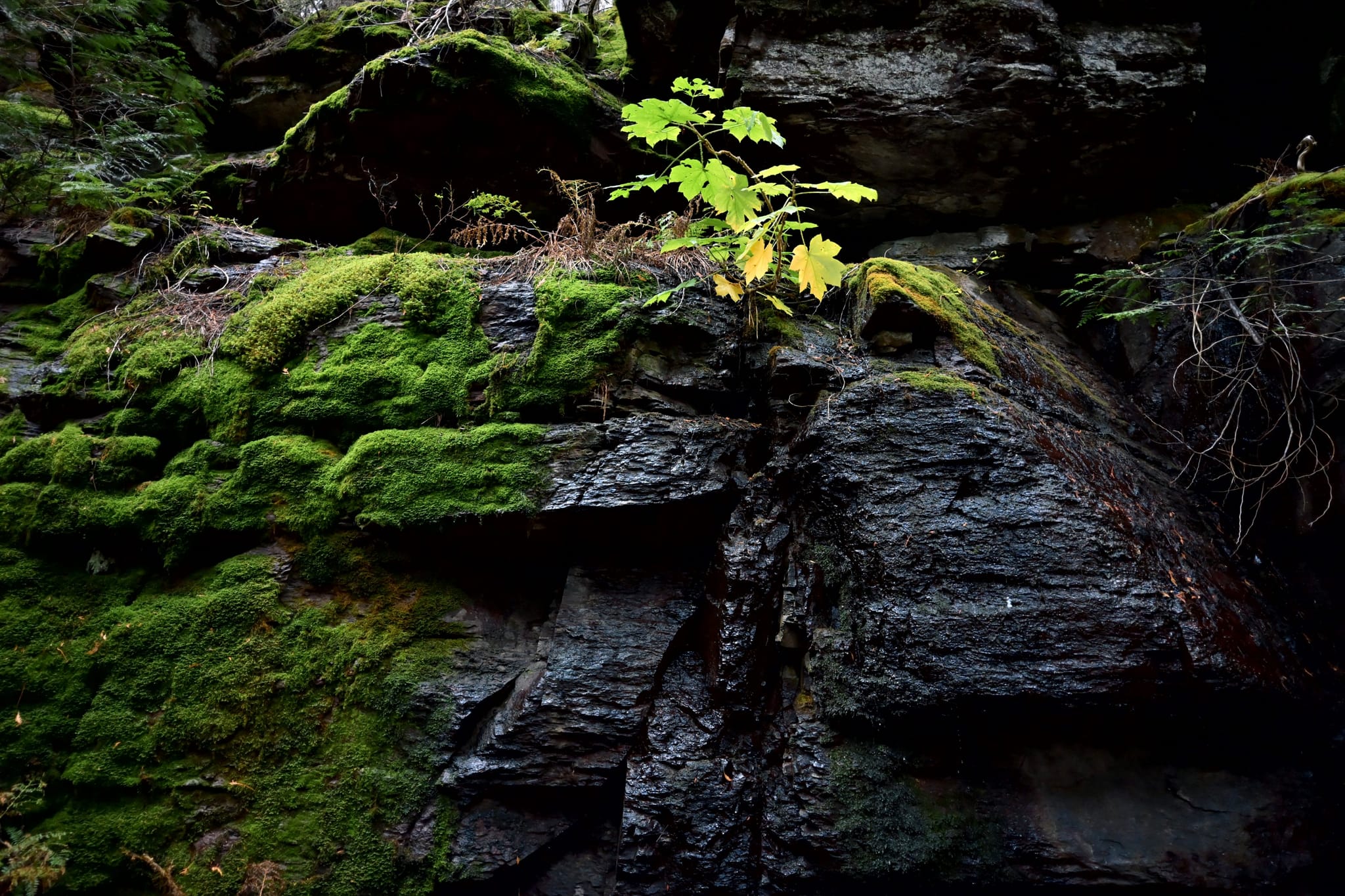 Moss-covered rock face with dark, wet stone and a small green plant sprouting from a crevice