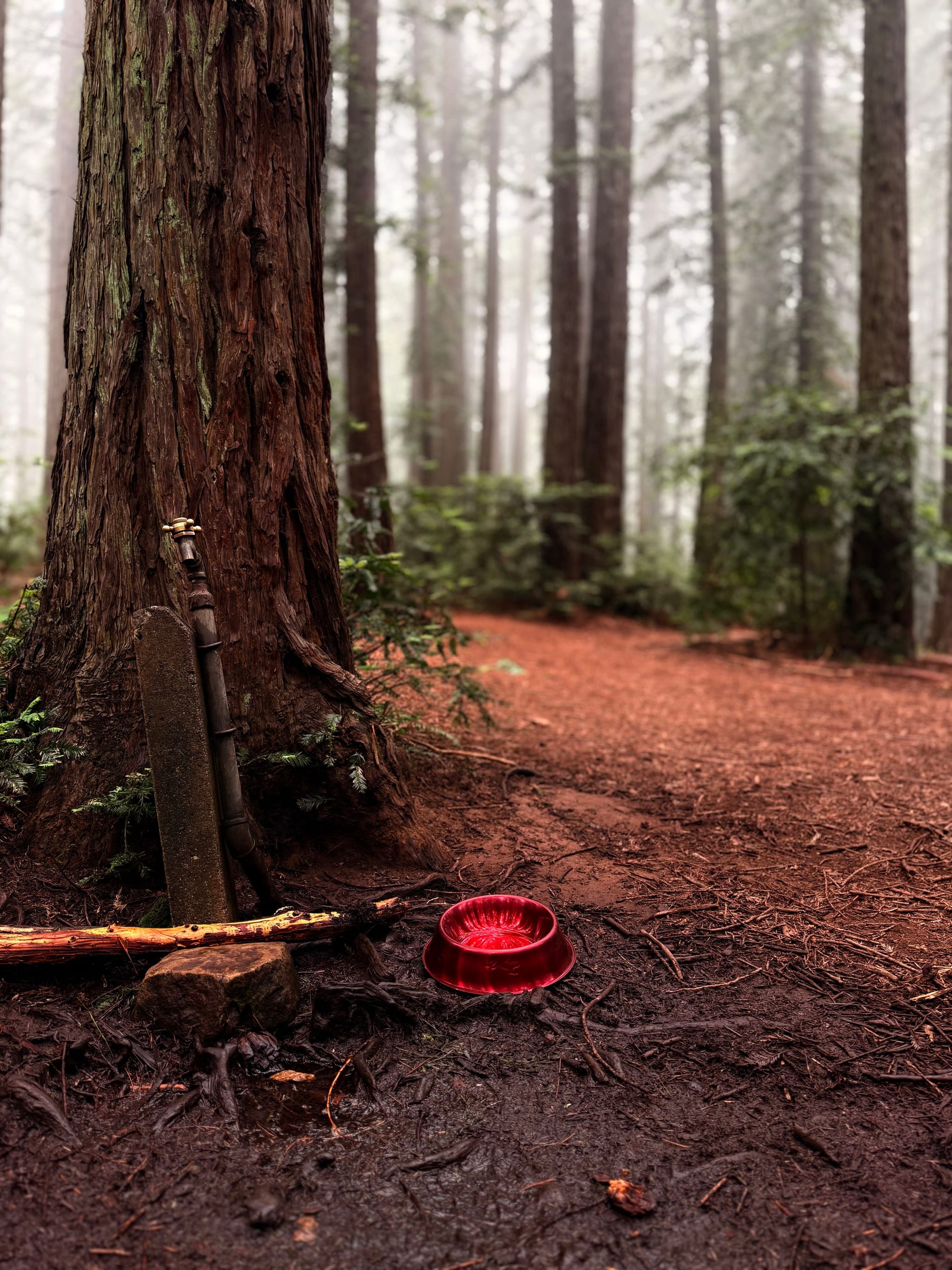 A misty forest scene with tall trees, a red bowl on the ground, and a wooden walking stick leaning against a tree