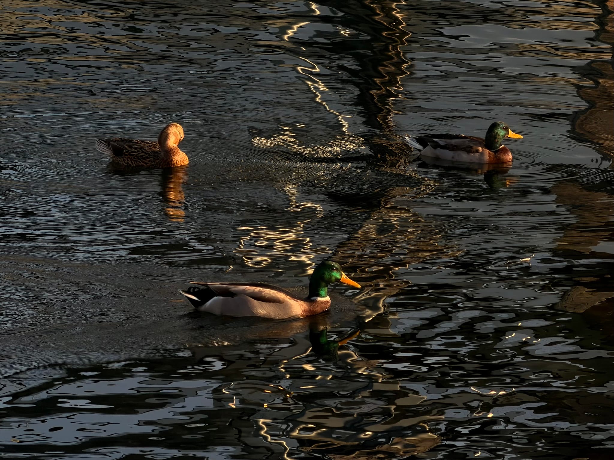 Three ducks, including two male mallards with green heads, swim across rippling, golden-lit water