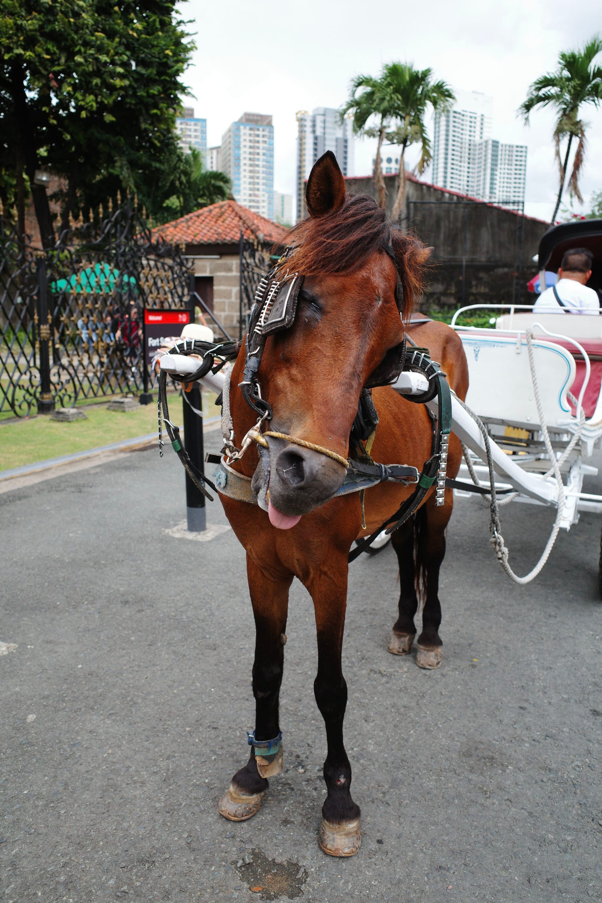 A horse is harnessed to a white carriage on a paved road, with trees and buildings in the background