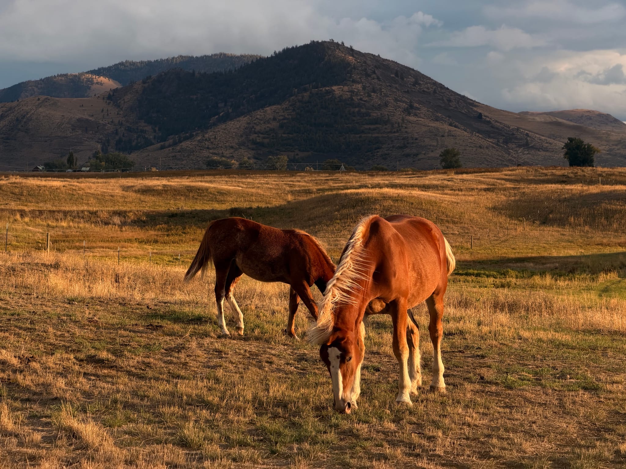 Two horses grazing on a sunlit grassy plain with rolling hills and moody clouds in the background