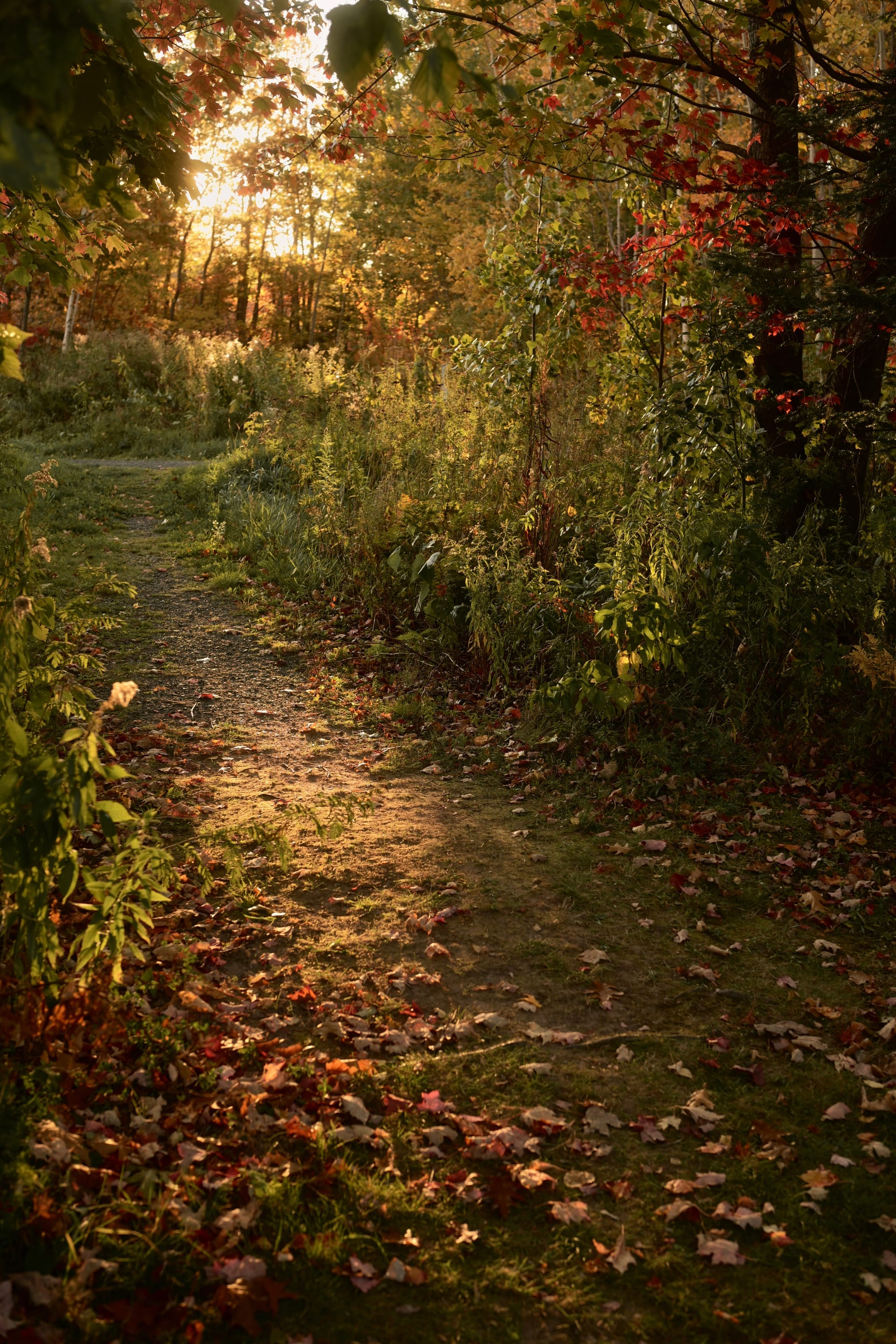 Sunlit forest path in autumn, dappled with fallen leaves and warm golden light filtering through the trees