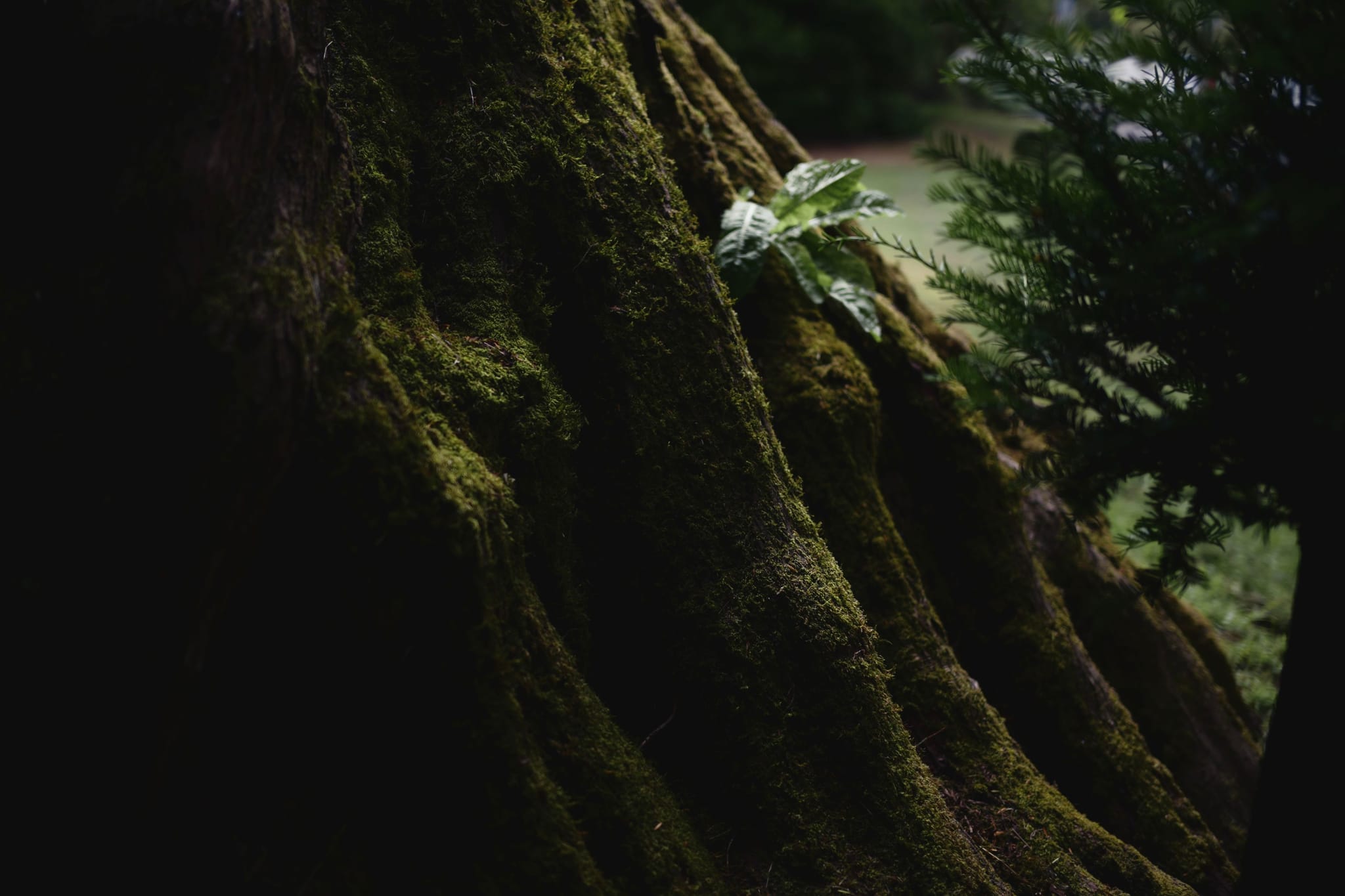 A large, moss-covered tree trunk with a small cluster of white flowers growing on it, surrounded by a dark, forested background