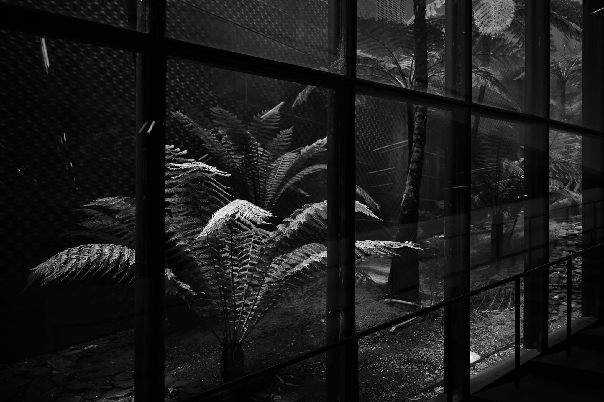 A black and white scene of a greenhouse or conservatory with large tropical plants behind a glass wall, creating a reflective and moody atmosphere