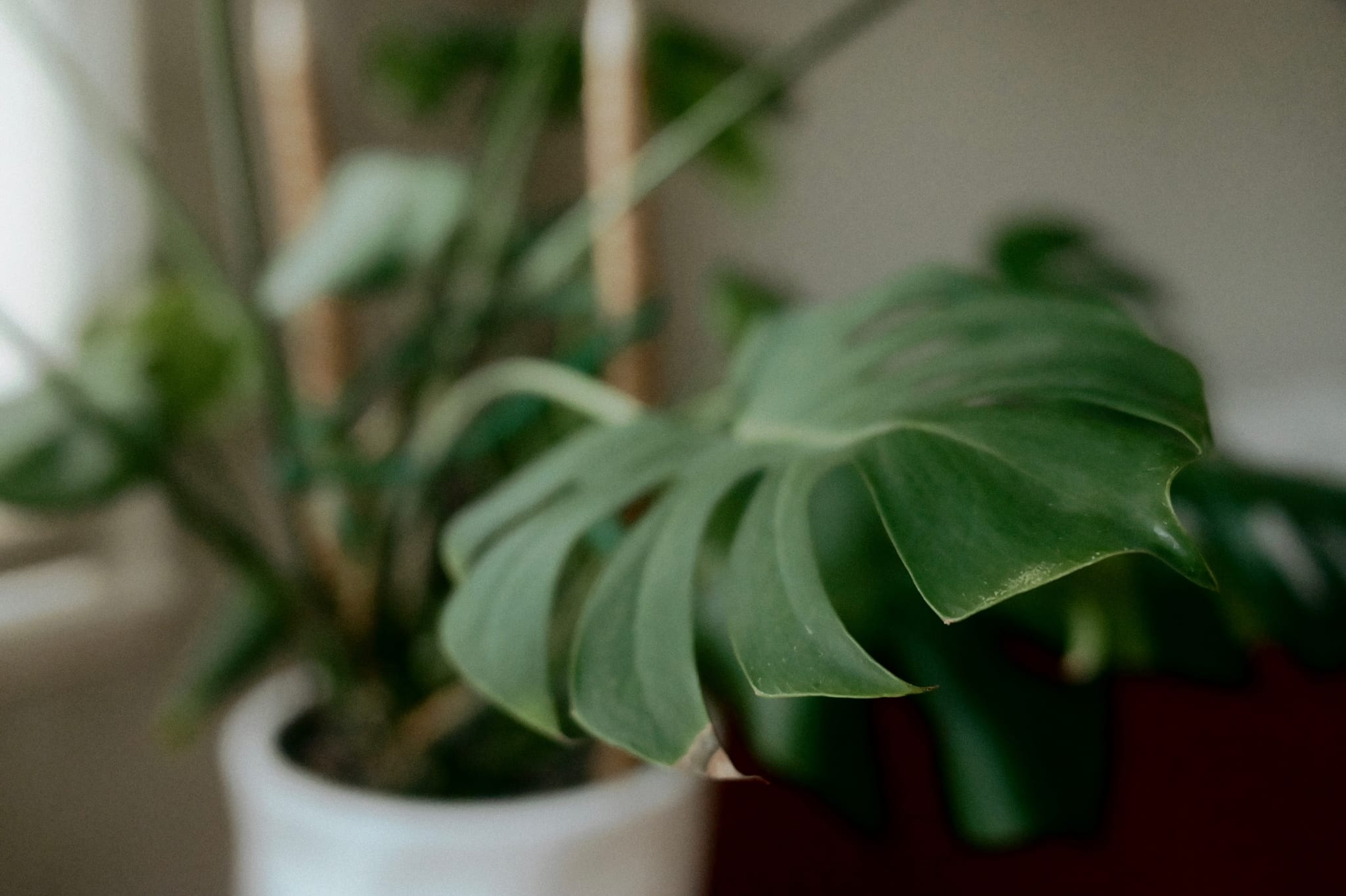 Close-up of monstera leaves in a pot indoors with soft light and a blurred background